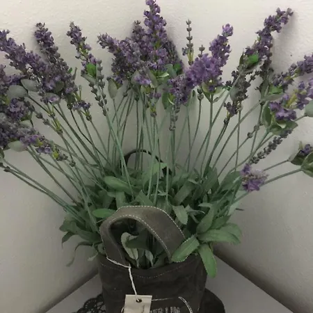 Stanza Lavanda